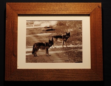 Longhorn cow and calf by artist lenard fisher